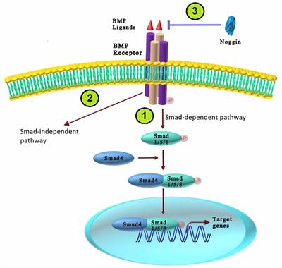 Frontiers | The Cross-Talks Among Bone Morphogenetic Protein (BMP ...